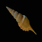 Genus Rimellopsis
