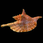 Aliger gallus
