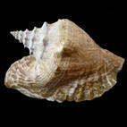 Aliger gigas