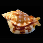 Genus Barneystrombus