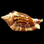 Genus Canarium