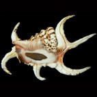 Genus Harpago