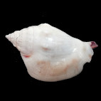Barneystrombus kleckhamae