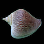 Genus Laevistrombus