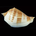 Genus Marginatus