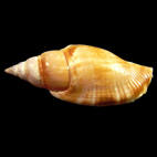 Genus Neostrombus