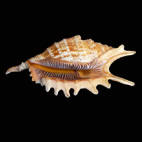 Genus Ophioglossolambis