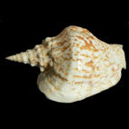 Genus Thersistrombus