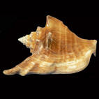 Genus Tricornis